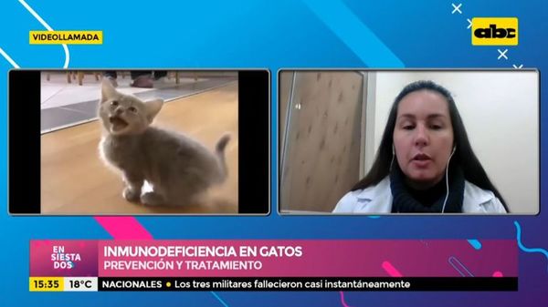 Inmunodeficiencia en gatos - Ensiestados - ABC Color
