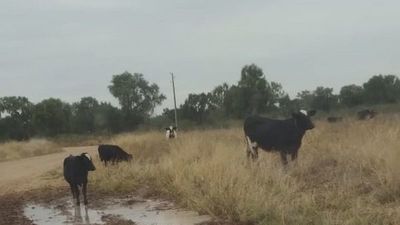 Sequía en el Chaco agudiza merma en la producción