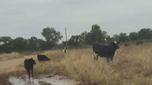 Sequía en el Chaco agudiza merma en la producción