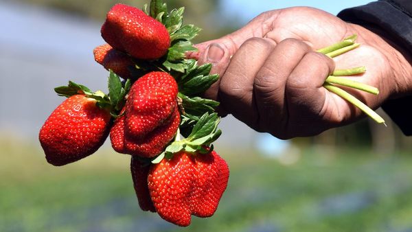 Areguá: Niños pueden cosechar en frutillar
