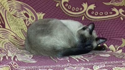 Un gato nuevo en el vecindario - Mascotas - ABC Color