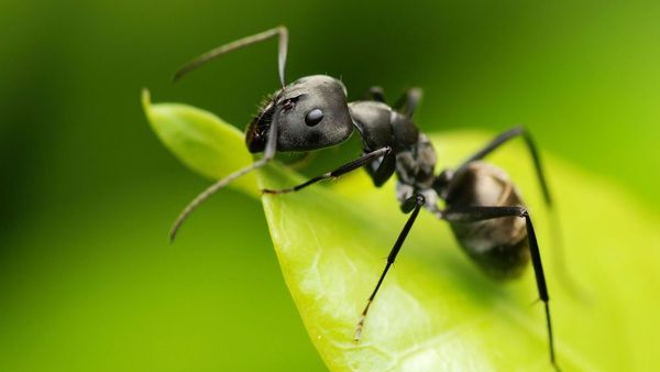 El valor de las hormigas para la Naturaleza y los humanos