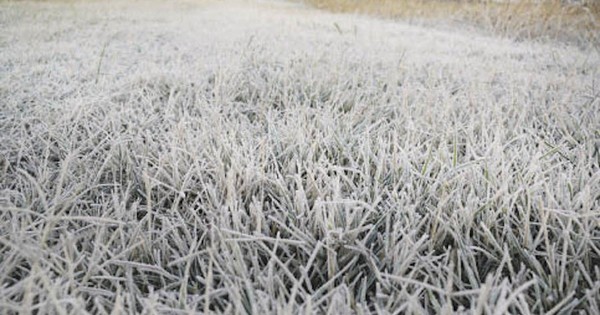 La Nación / Heladas ya afectaron 40% de los cultivos de trigo