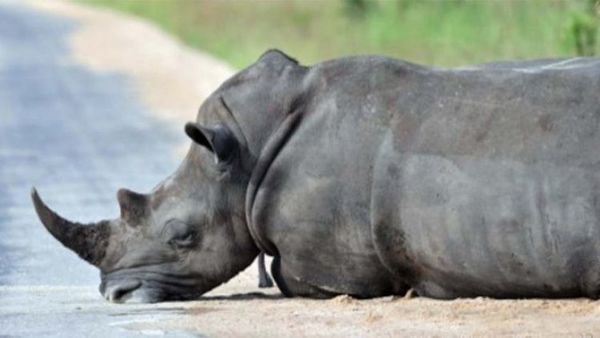 La caza furtiva de rinocerontes aumentó en Sudáfrica