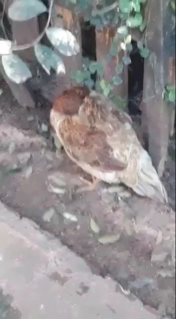 Crónica / Llamativo caso llegó a la veterinaria. Gallina está "depre" por muerte de sus pollitos