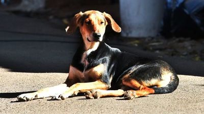 Milaneso, el perro que   monta guardia en el portón de Ineram