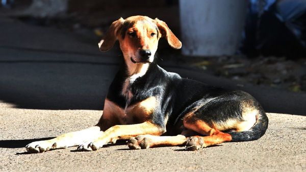 Milaneso, el perro que monta guardia en el portón de Ineram