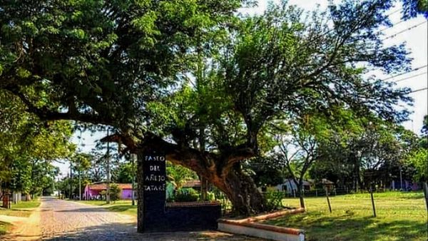 El tatarê de Ayolas se consagró como el árbol de la gente