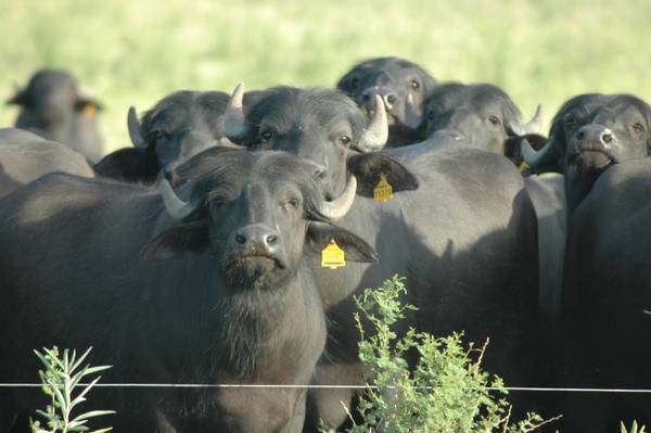 EL BÚFALO ESTA CRECIENDO COMO OPCIÓN GANADERA EN PARAGUAY