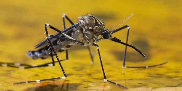 ALERTA SANITARIA: Fiebre Amarilla avanza hacia las Tres Fronteras