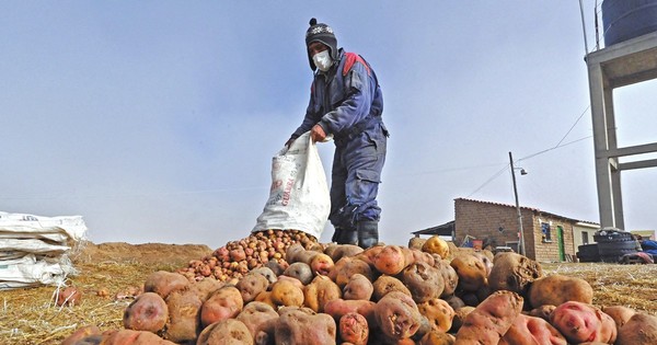 La Nación / Chuño, el antiguo secreto andino para conservar papas por 20 años