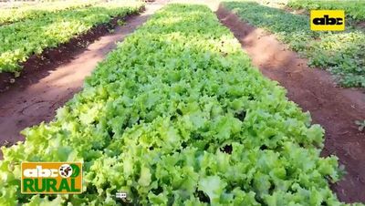 ABC Rural: Horticultor habla del uso de extracto de Neem - ABC Rural - ABC Color