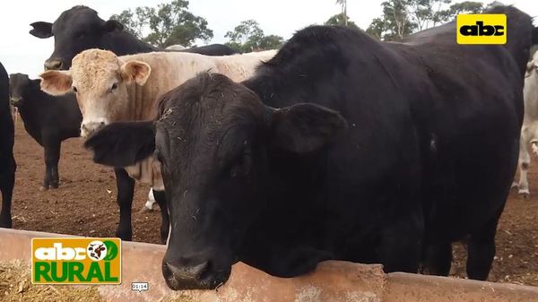 ABC Rural: Confinamiento con alternativas nutricionales - ABC Rural - ABC Color