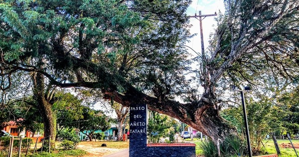 La Nación / Ancestral tatarẽ de Ayolas se consagró como el “Árbol de la gente”