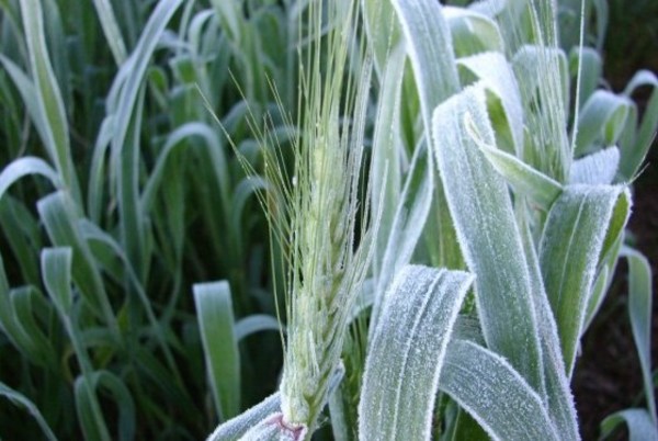 Heladas ya afectaron al 40% de los cultivos de trigo - La Clave