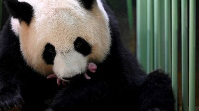 Nacen dos crías de pandas gigantes en zoológico de Francia