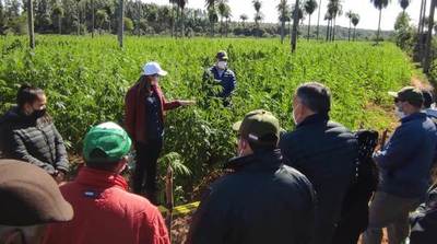 Realizaron jornada de campo sobre producción de cáñamo industrial en Altos