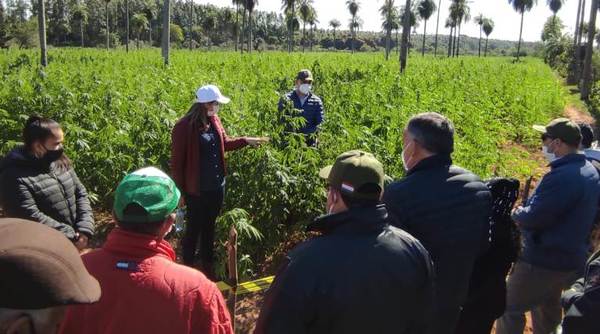 Realizaron jornada de campo sobre producción de cáñamo industrial en Altos