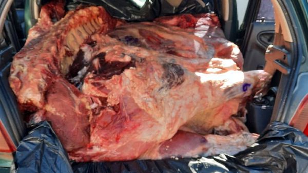 Incautan 1.000 kilos de carne que habrían ingresado de contrabando