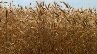 Precio de trigo se mantiene al alza