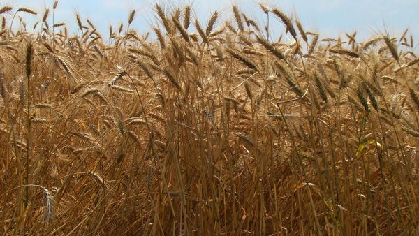 Precio de trigo se mantiene al alza