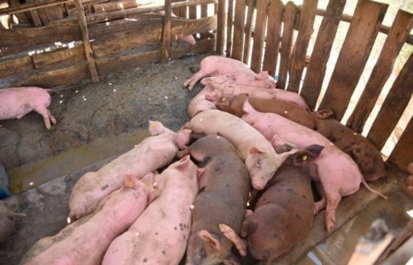 Diario HOY | Brote de peste porcina africana se extiende a 11 provincias dominicanas
