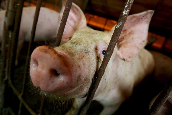 El brote de peste porcina africana se extiende a 11 provincias dominicanas - MarketData