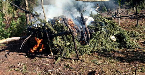 Destruyen plantaciones de marihuana en Mariscal López - Noticiero Paraguay