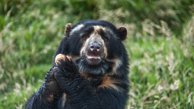 El único oso autóctono suramericano ya tiene territorio protegido en Venezuela | Ñanduti