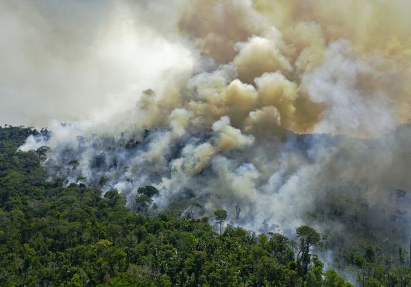 Incendios en la Amazonía brasileña caen en julio, pero la tala sigue alta - Mundo - ABC Color