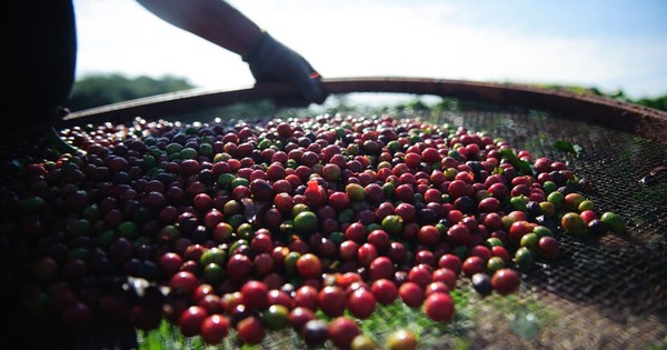 La Nación / Heladas afectan producción y precios del café en Brasil