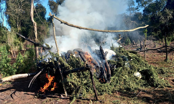 Destruyen plantación de marihuana en Mariscal López