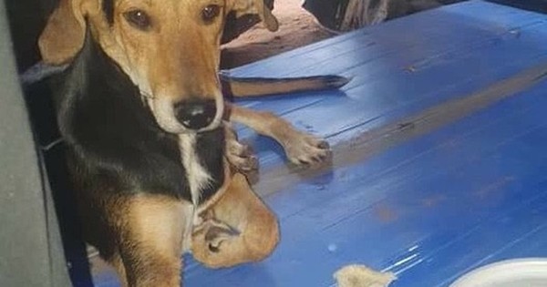 La Nación / El perro guardián que todos los días se presenta a escuchar el reporte médico