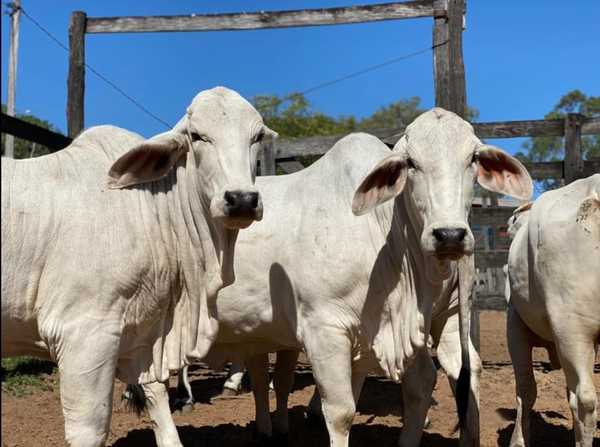 Concretaron exportación de genética Brahman a Argentina: “Es un hecho muy importante”