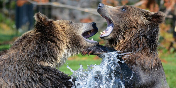 Graban duelo de osos pardos de gran tamaño en Finlandia (Video)