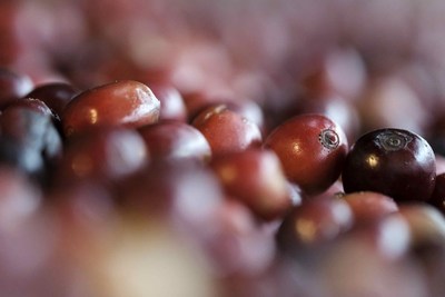 El impacto de las heladas de la semana pasada en el café de Brasil fue menor al previsto - MarketData
