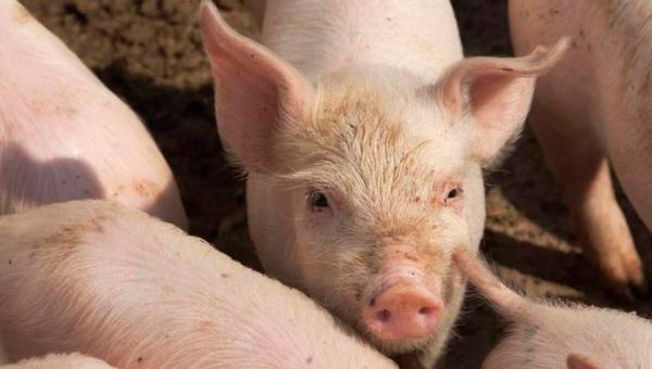 República Dominicana confirmó la presencia de la peste porcina africana en once provincias | Ñanduti