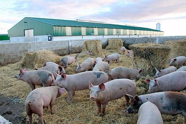 República Dominicana confirmó la presencia de la peste porcina africana en once provincias | .::Agencia IP::.