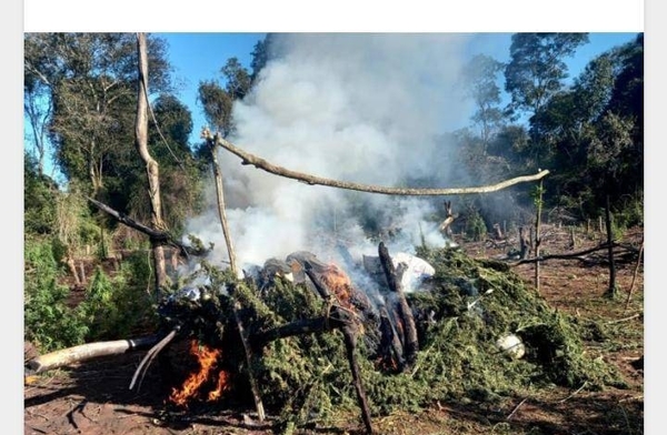 Diario HOY | Destruyen tres hectáreas de marihuana en Caaguazú