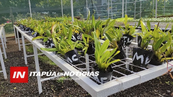 ENTREGAN PLANTINES DE ORQUIDEAS CON PLANES DE EXPORTACIÓN DE LA FLOR.