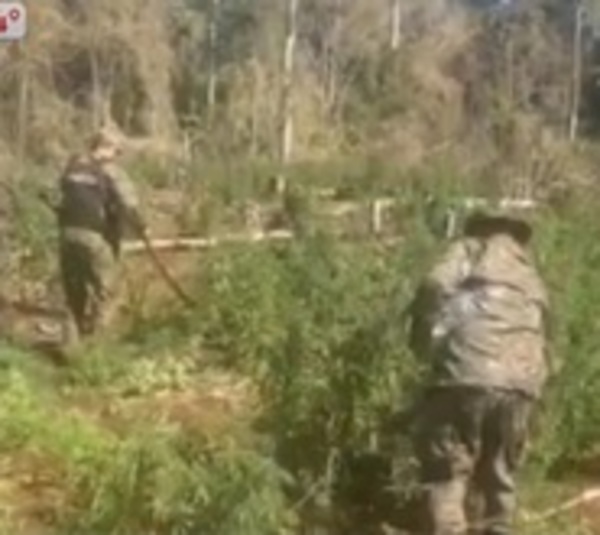 Desbaratan 3 hectáreas de marihuana en Caaguazú - Paraguay.com
