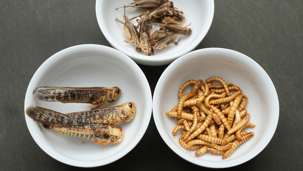 Gusanos y grillos, nuevos snacks de insectos | El Independiente