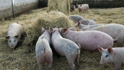 USDA confirma la detección de peste porcina africana en República Dominicana