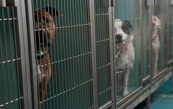 Separarse de sus dueños tras la pandemia, una vida de perros - Mascotas - ABC Color