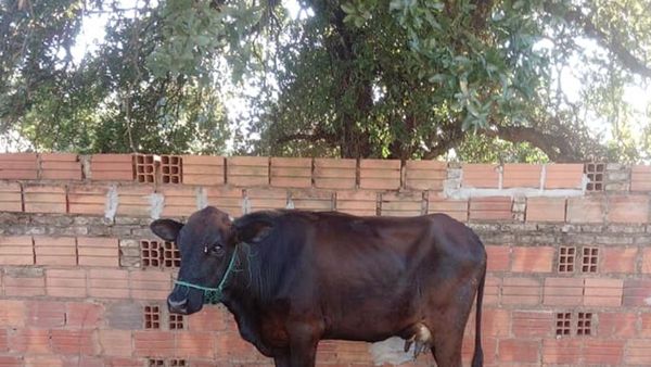 Muni de Tobatí sale a la "caza" de vacas sueltas