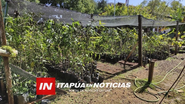 ATENCIÓN: PROYECTOS PRODUCTIVOS CUENTA CON PLANTINES DE ÁRBOLES NATIVOS.