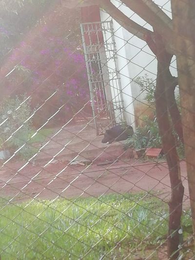 Denunciada por supuesta faena a perros demanda a rescatistas - Nacionales - ABC Color