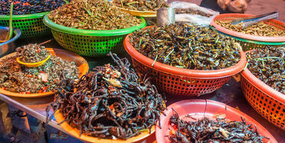 ¡WTF! Portugal venderá insectos como fuente de proteína