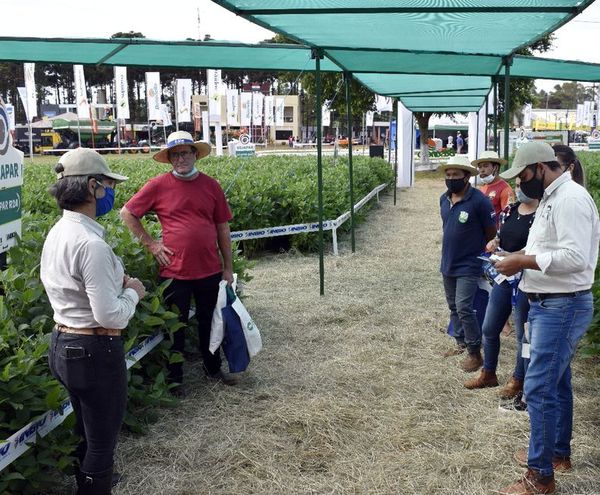 Variedades Sojapar, todas comprometidas - ABC Rural - ABC Color