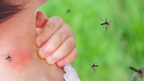 Diario HOY | Dengue: Notificaciones de sospechosos ascienden a más de 100 por semana